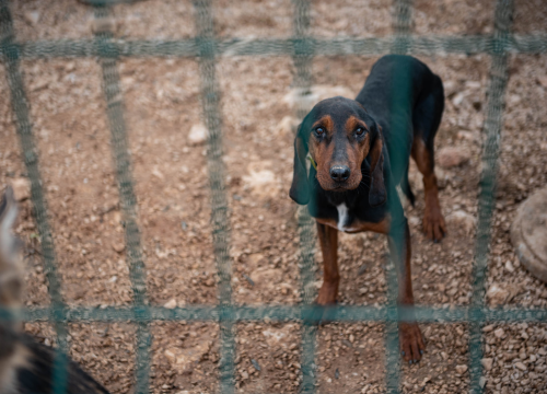 Fotografija 6 - Reportaža iz As-Eka: Malik, Mrva, Lisac, Stela... i oni bi s nekim ušli u Novu godinu!
