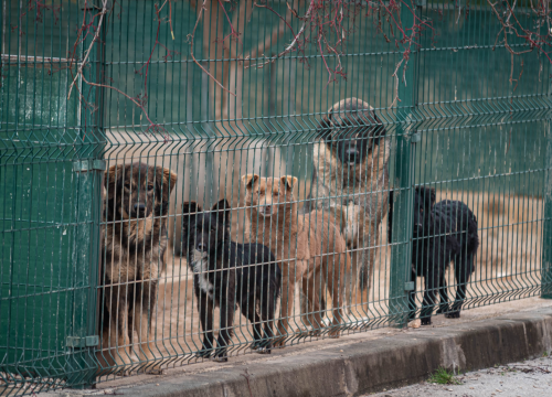 Fotografija 9 - Reportaža iz As-Eka: Malik, Mrva, Lisac, Stela... i oni bi s nekim ušli u Novu godinu!