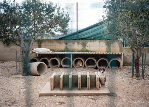 Fotografija 10 - Reportaža iz As-Eka: Malik, Mrva, Lisac, Stela... i oni bi s nekim ušli u Novu godinu!