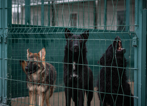 Fotografija 11 - Reportaža iz As-Eka: Malik, Mrva, Lisac, Stela... i oni bi s nekim ušli u Novu godinu!