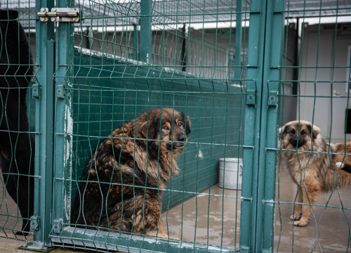 Fotografija 13 - Reportaža iz As-Eka: Malik, Mrva, Lisac, Stela... i oni bi s nekim ušli u Novu godinu!