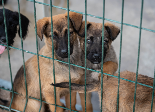 Fotografija 12 - Reportaža iz As-Eka: Malik, Mrva, Lisac, Stela... i oni bi s nekim ušli u Novu godinu!