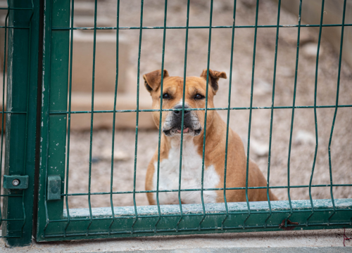 Fotografija 14 - Reportaža iz As-Eka: Malik, Mrva, Lisac, Stela... i oni bi s nekim ušli u Novu godinu!
