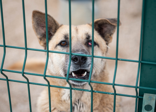 Fotografija 15 - Reportaža iz As-Eka: Malik, Mrva, Lisac, Stela... i oni bi s nekim ušli u Novu godinu!