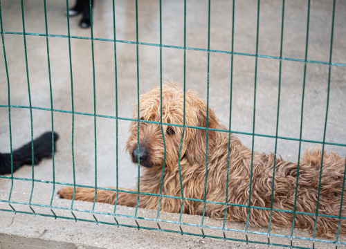 Fotografija 16 - Reportaža iz As-Eka: Malik, Mrva, Lisac, Stela... i oni bi s nekim ušli u Novu godinu!