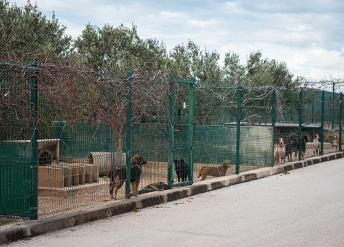 Fotografija 18 - Reportaža iz As-Eka: Malik, Mrva, Lisac, Stela... i oni bi s nekim ušli u Novu godinu!