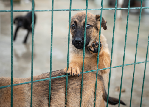 Fotografija 17 - Reportaža iz As-Eka: Malik, Mrva, Lisac, Stela... i oni bi s nekim ušli u Novu godinu!