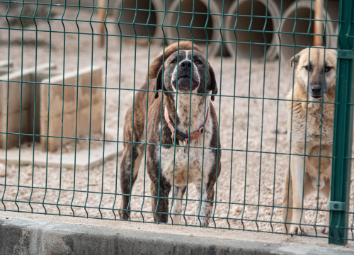 Fotografija 19 - Reportaža iz As-Eka: Malik, Mrva, Lisac, Stela... i oni bi s nekim ušli u Novu godinu!