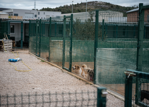 Fotografija 24 - Reportaža iz As-Eka: Malik, Mrva, Lisac, Stela... i oni bi s nekim ušli u Novu godinu!