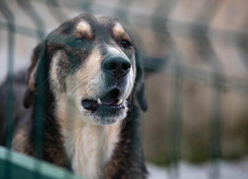 Fotografija 21 - Reportaža iz As-Eka: Malik, Mrva, Lisac, Stela... i oni bi s nekim ušli u Novu godinu!