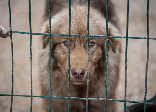 Fotografija 22 - Reportaža iz As-Eka: Malik, Mrva, Lisac, Stela... i oni bi s nekim ušli u Novu godinu!