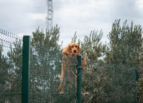 Fotografija 23 - Reportaža iz As-Eka: Malik, Mrva, Lisac, Stela... i oni bi s nekim ušli u Novu godinu!
