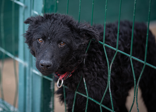 Fotografija 25 - Reportaža iz As-Eka: Malik, Mrva, Lisac, Stela... i oni bi s nekim ušli u Novu godinu!