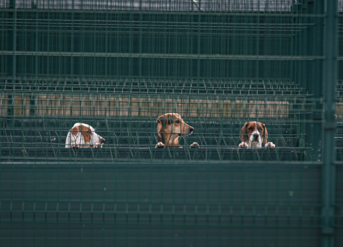 Reportaža iz As-Eka:  Malik, Mrva, Lisac, Stela... i oni bi s nekim ušli u Novu godinu!