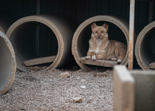 Fotografija 26 - Reportaža iz As-Eka: Malik, Mrva, Lisac, Stela... i oni bi s nekim ušli u Novu godinu!