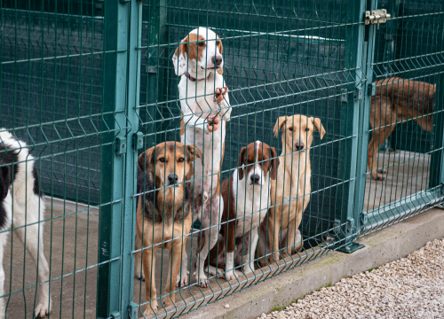 Fotografija 27 - Reportaža iz As-Eka: Malik, Mrva, Lisac, Stela... i oni bi s nekim ušli u Novu godinu!