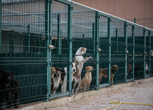 Fotografija 29 - Reportaža iz As-Eka: Malik, Mrva, Lisac, Stela... i oni bi s nekim ušli u Novu godinu!