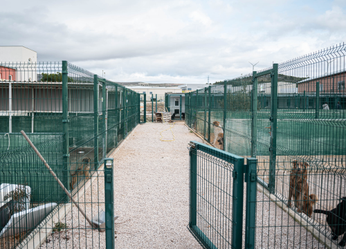 Fotografija 28 - Reportaža iz As-Eka: Malik, Mrva, Lisac, Stela... i oni bi s nekim ušli u Novu godinu!