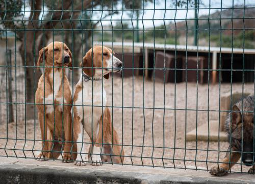 Fotografija 30 - Reportaža iz As-Eka: Malik, Mrva, Lisac, Stela... i oni bi s nekim ušli u Novu godinu!