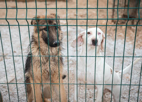 Fotografija 32 - Reportaža iz As-Eka: Malik, Mrva, Lisac, Stela... i oni bi s nekim ušli u Novu godinu!