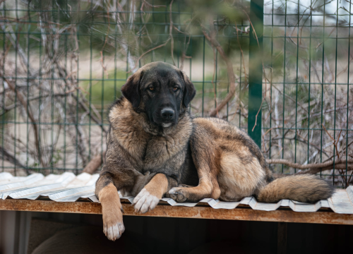 Fotografija 31 - Reportaža iz As-Eka: Malik, Mrva, Lisac, Stela... i oni bi s nekim ušli u Novu godinu!
