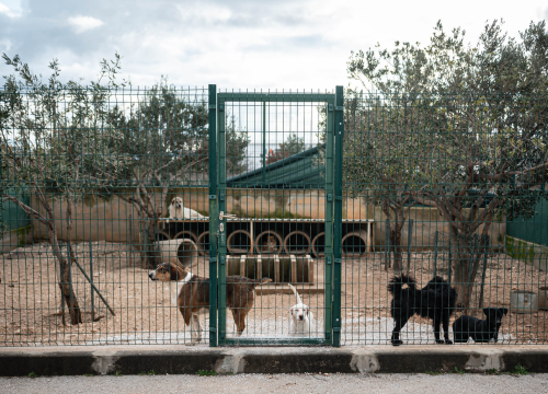 Fotografija 34 - Reportaža iz As-Eka: Malik, Mrva, Lisac, Stela... i oni bi s nekim ušli u Novu godinu!