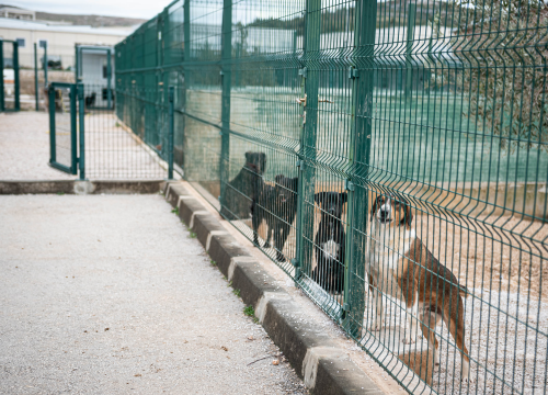 Fotografija 33 - Reportaža iz As-Eka: Malik, Mrva, Lisac, Stela... i oni bi s nekim ušli u Novu godinu!