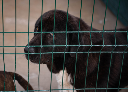 Fotografija 35 - Reportaža iz As-Eka: Malik, Mrva, Lisac, Stela... i oni bi s nekim ušli u Novu godinu!