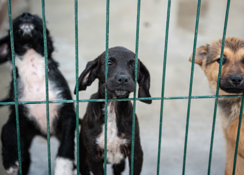 Fotografija 36 - Reportaža iz As-Eka: Malik, Mrva, Lisac, Stela... i oni bi s nekim ušli u Novu godinu!