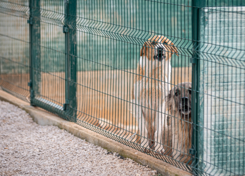Fotografija 37 - Reportaža iz As-Eka: Malik, Mrva, Lisac, Stela... i oni bi s nekim ušli u Novu godinu!