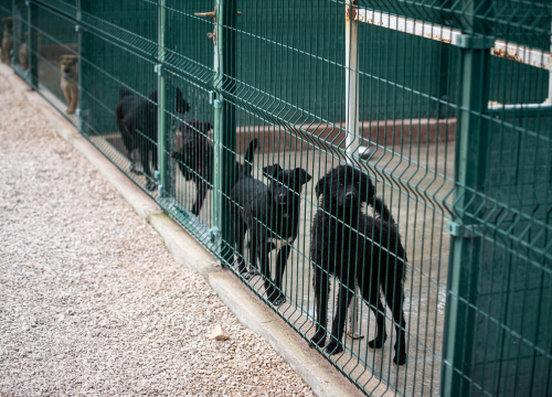 Fotografija 39 - Reportaža iz As-Eka: Malik, Mrva, Lisac, Stela... i oni bi s nekim ušli u Novu godinu!