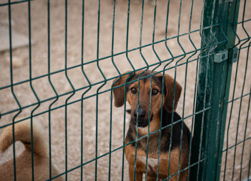 Fotografija 38 - Reportaža iz As-Eka: Malik, Mrva, Lisac, Stela... i oni bi s nekim ušli u Novu godinu!