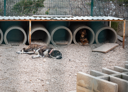 Fotografija 40 - Reportaža iz As-Eka: Malik, Mrva, Lisac, Stela... i oni bi s nekim ušli u Novu godinu!