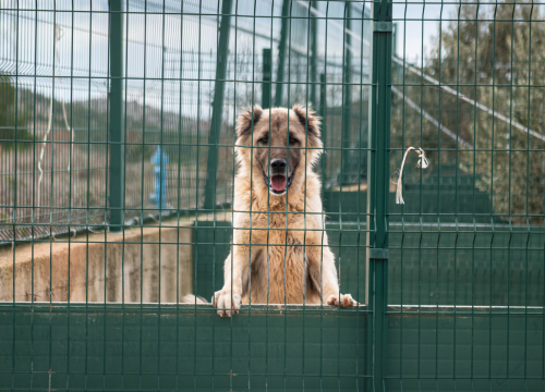 Fotografija 41 - Reportaža iz As-Eka: Malik, Mrva, Lisac, Stela... i oni bi s nekim ušli u Novu godinu!