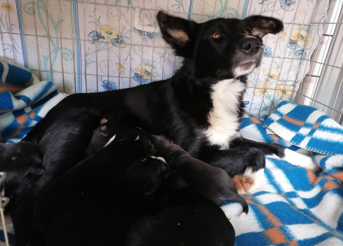 Fotografija 3 - Kninska udruga Berta pred zidom: U samo jednom danu 19 odbačenih štenaca koje sad treba othraniti