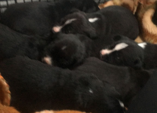 Fotografija 2 - Kninska udruga Berta pred zidom: U samo jednom danu 19 odbačenih štenaca koje sad treba othraniti