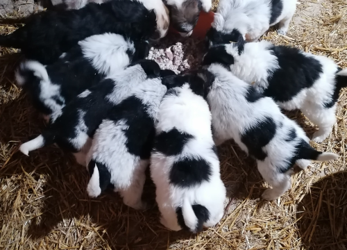 Fotografija 4 - Kninska udruga Berta pred zidom: U samo jednom danu 19 odbačenih štenaca koje sad treba othraniti