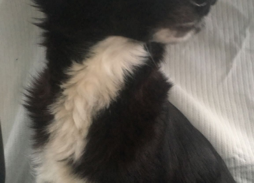 Fotografija 5 - Kninska udruga Berta pred zidom: U samo jednom danu 19 odbačenih štenaca koje sad treba othraniti