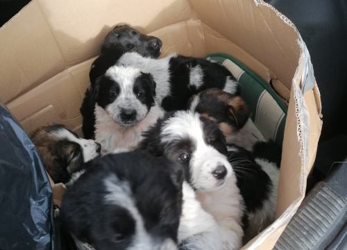 Fotografija 7 - Kninska udruga Berta pred zidom: U samo jednom danu 19 odbačenih štenaca koje sad treba othraniti