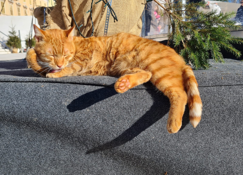 Fotografija 2 - Debeljuškasti mačak ne zna da klizalište na kojem se udomaćio odlazi za par dana: Hrani li ga netko zimi ili mu je potreban novi dom?