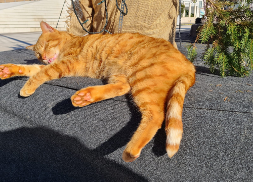 Fotografija 9 - Debeljuškasti mačak ne zna da klizalište na kojem se udomaćio odlazi za par dana: Hrani li ga netko zimi ili mu je potreban novi dom?