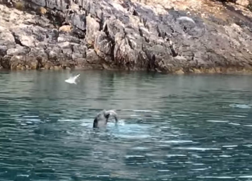 Fantastične vijesti! Na jugu Jadrana snimljena Sredozemna medvjedica, kritično ugrožena vrsta