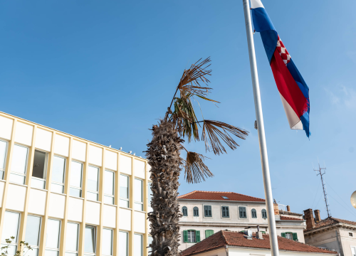 Fotografija 2 - Zeznuti azijski kukac presudio palmama na šibenskoj rivi: Nakon što se postavi nova rasvjeta, stiže dvadesetak novih stabala