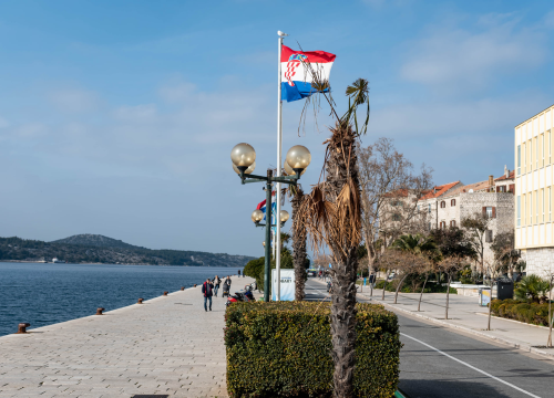 Fotografija 4 - Zeznuti azijski kukac presudio palmama na šibenskoj rivi: Nakon što se postavi nova rasvjeta, stiže dvadesetak novih stabala