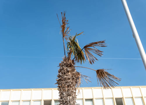 Fotografija 5 - Zeznuti azijski kukac presudio palmama na šibenskoj rivi: Nakon što se postavi nova rasvjeta, stiže dvadesetak novih stabala