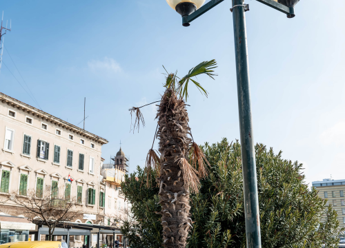 Fotografija 6 - Zeznuti azijski kukac presudio palmama na šibenskoj rivi: Nakon što se postavi nova rasvjeta, stiže dvadesetak novih stabala