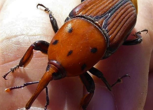 Fotografija 9 - Zeznuti azijski kukac presudio palmama na šibenskoj rivi: Nakon što se postavi nova rasvjeta, stiže dvadesetak novih stabala