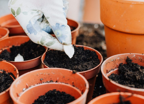 Idealno je vrijeme za sijanje omiljenog povrća, evo što već sad možete posijati