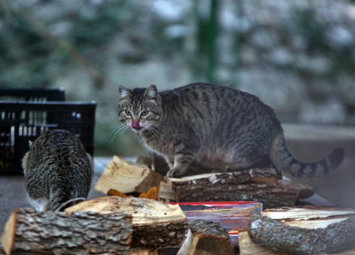 Fotografija 4 - U selu kod Šibenika preminuo vlasnik umiljatog psa i devet maca: Životinje ostale bez ikoga, traže se novi domovi