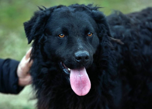 Fotografija 6 - U selu kod Šibenika preminuo vlasnik umiljatog psa i devet maca: Životinje ostale bez ikoga, traže se novi domovi